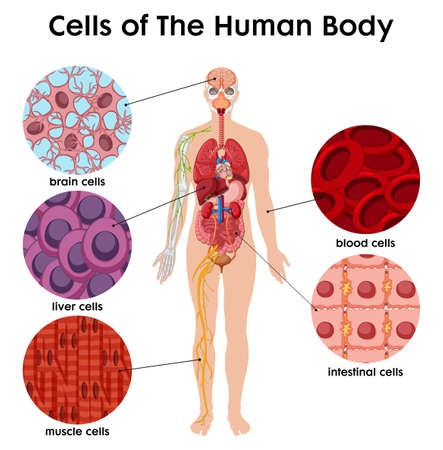 Cell of the human Body poster illustrationのイラスト素材