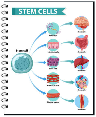 Illustration of the Human Stem Cell Applications on a white background illustrationのイラスト素材