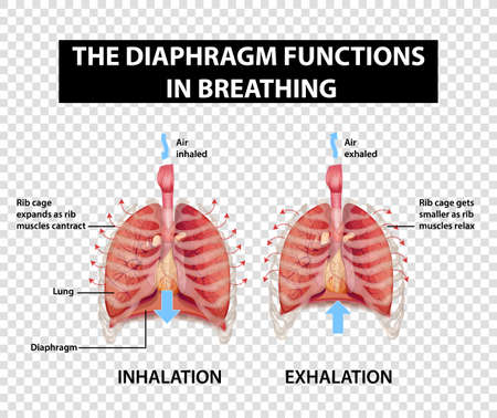 Diagram showing diaphragm functions in breathing on transparent background illustrationのイラスト素材