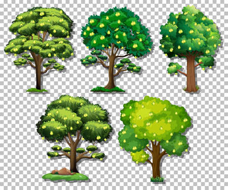 Set of different trees on transparent background illustrationのイラスト素材