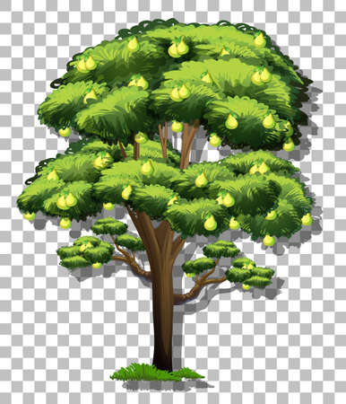 Pear tree on transparent background illustrationのイラスト素材
