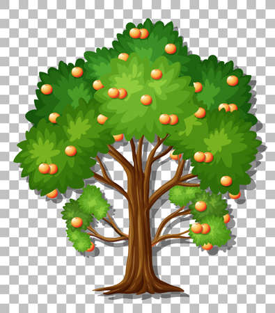 Orange tree on transparent background illustrationのイラスト素材