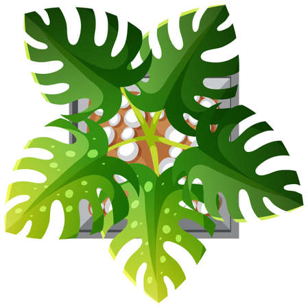 Aerial view of monstera plant isolated on white background illustrationのイラスト素材