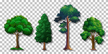 Set of various trees on transparent background illustrationのイラスト素材