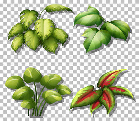Set of various plants on transparent background illustrationのイラスト素材