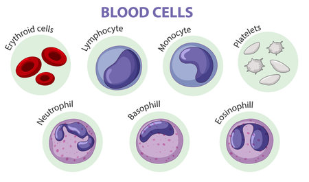Type of blood cells illustrationのイラスト素材