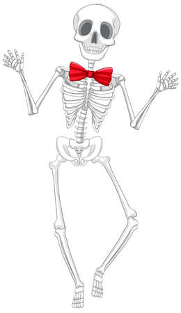 Isolated human skeleton anatomy illustrationのイラスト素材