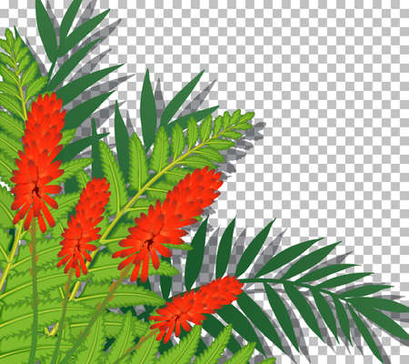 Cock's comb flower on transparent background illustrationのイラスト素材