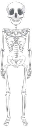 Isolated human skeleton anatomy illustrationのイラスト素材