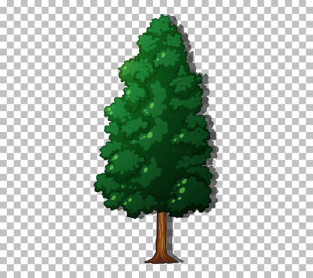 An evergreen tree on transparent background illustrationのイラスト素材