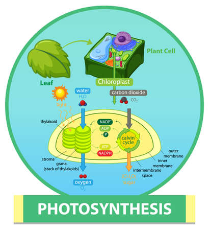Diagram showing process of photosynthesis in plant illustrationのイラスト素材