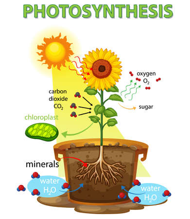 Diagram showing process of photosynthesis in sunflower illustrationのイラスト素材