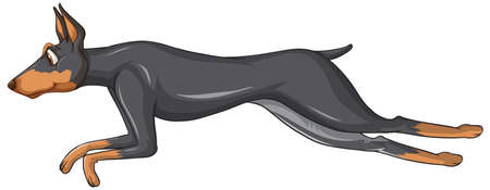 Doberman pinscher dog cartoon on white background illustrationのイラスト素材