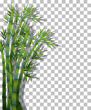 Bamboo tree on transparent background illustrationのイラスト素材