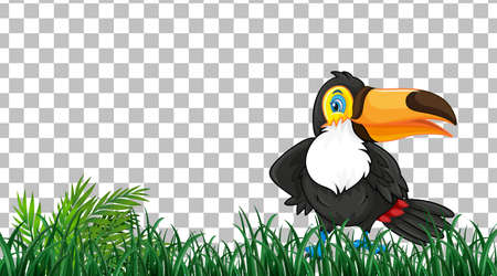 Toucan on the grass field on transparent background illustrationのイラスト素材