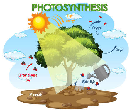 Diagram showing process of photosynthesis in plant illustrationのイラスト素材