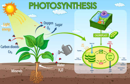 Diagram showing process of photosynthesis in plant illustrationのイラスト素材