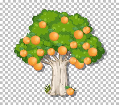 Orange tree on transparent background illustrationのイラスト素材