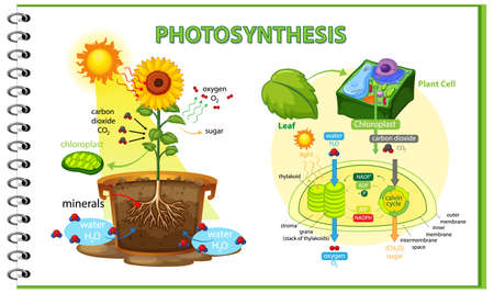 Diagram showing process of photosynthesis in plant illustrationのイラスト素材