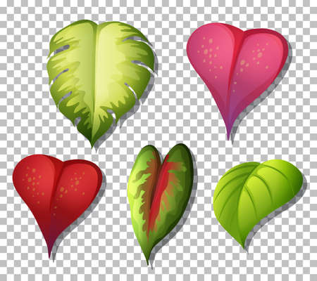 Set of variety tropical plants leaves on transparent background illustrationのイラスト素材