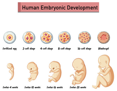 Human embryonic development in human infographic illustrationのイラスト素材