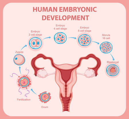 Human embryonic development in human infographic illustrationのイラスト素材