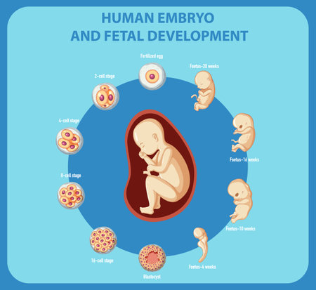 Human embryo and fetal development infographic illustrationのイラスト素材