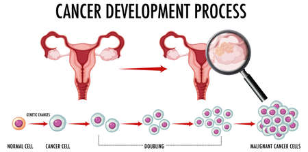 Human embryonic development in human infographic illustrationのイラスト素材