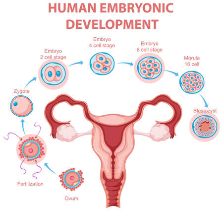 Human embryonic development in human infographic illustrationのイラスト素材