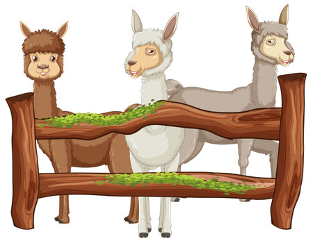 Funny alpaca with wooden fence illustrationのイラスト素材