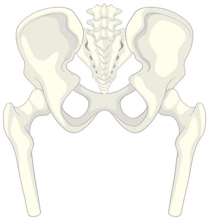 Anatomy human pelvis on white background illustrationのイラスト素材