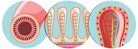 Diagram showing intestinal villus structure illustrationのイラスト素材