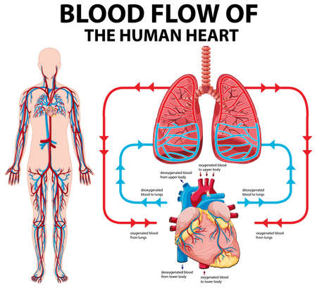 Diagram showing blood flow of human heart illustration