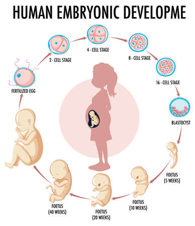 Diagram showing human embryonic development illustrationのイラスト素材