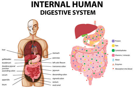 Diagram showing internal human digestive system illustrationのイラスト素材