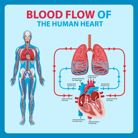 Diagram of blood flow in human heart illustrationのイラスト素材
