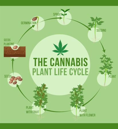 Cannabis plant life cycle illustrationのイラスト素材