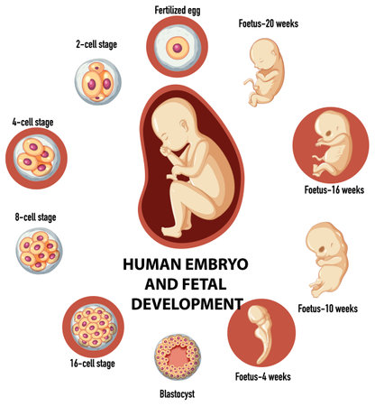Human embryonic and fertilisation development in human infographic illustrationのイラスト素材