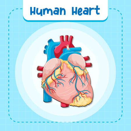 Human internal organ with heart illustrationのイラスト素材