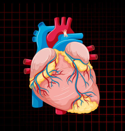 Human internal organ with heart illustrationのイラスト素材