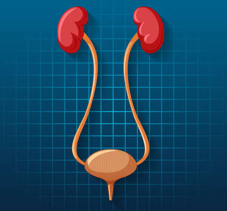 Human internal organ with kidneys and bladder illustrationのイラスト素材
