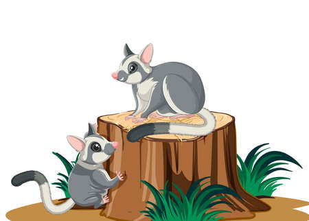 Two sugar gliders on the log illustrationのイラスト素材