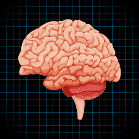 Human internal organ with brain illustrationのイラスト素材