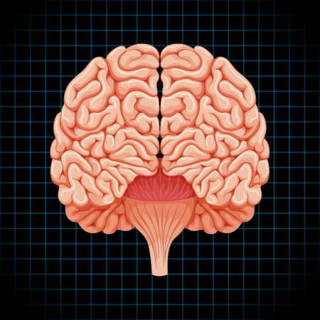 Human internal organ with brain illustrationのイラスト素材