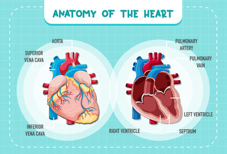 Human internal organ with heart illustrationのイラスト素材