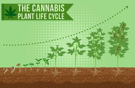 The cannabis plant life cycle illustrationのイラスト素材