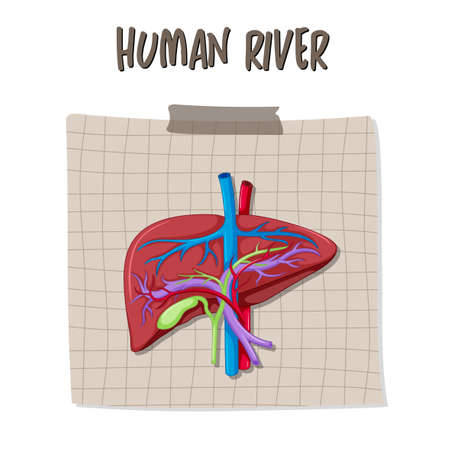 Human internal organ with liver illustrationのイラスト素材