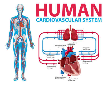 Diagram Showing Human Cardiovascular System  illustrationのイラスト素材