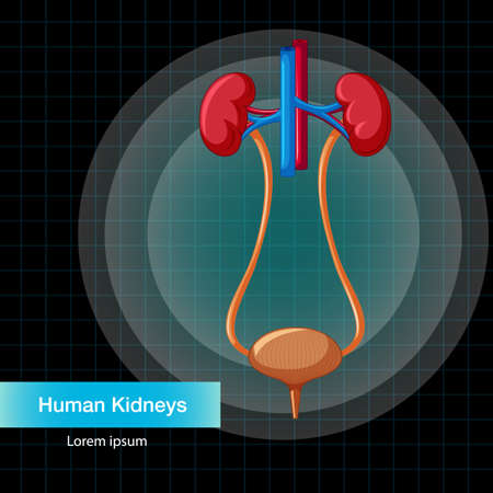Human internal organ with kidneys and bladder illustrationのイラスト素材