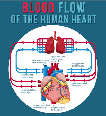 Blood flow of the human heart illustrationのイラスト素材
